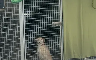 STOP ZMRZLÝM ČUMÁČKŮM - uděláme topení v kotcích