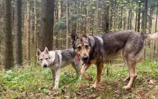 Zachraňme Ylionovi nožičku – bez pomoci o ni může přijít