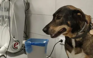 Pomozme Laki v boji s agresivním nádorem