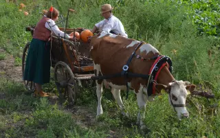 Podpořte pořízení nových chomoutů a postrojů pro kravičku Matyldu