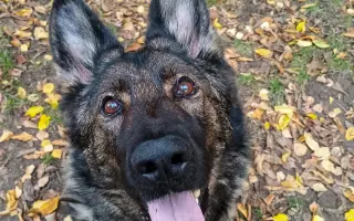 Léčba, která nekončí - Fůrie