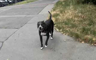 Pomoc pro staffíka Marleyho