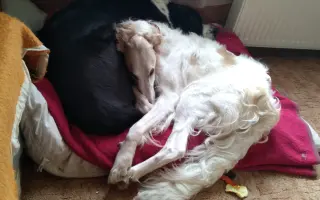 ❤️ Zachránit nestačí. Pomozte nám postarat se o ně dál...