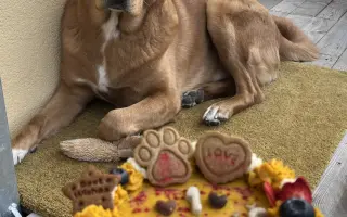 Chemoterapie pro Budnáše