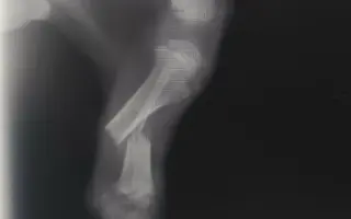Šance na nový život pro štěňátko Miu