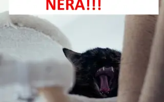 Veliký Nero má veliký nádor v hlavičce