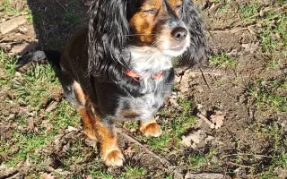 Shamy bouje s bolestí. Pomozme jí prožít stáří důstojně