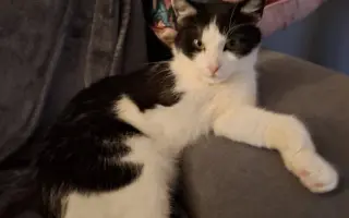 Pomoc pro kočky a koťátka Kočky u Katky