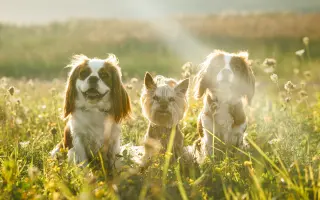 Pomozte Kessynce znovu se postavit na všechny čtyři 🐾