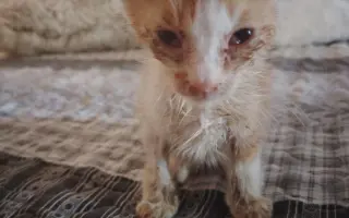 Zachraňme 2 miliony koťat