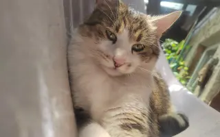 Boj o život Dyka, Tesinky a dalších - pomozte nám vyhrát nad panleukopenií