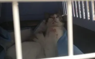 ❣️FUNGOVÁNÍ LIGY NA OCHRANU ZVÍŘAT - VETERINÁRNÍ PÉČE PRO KOČKY V NOUZI⚕️👩‍⚕️