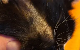 9 nalezených Lásek