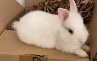 Pomoc pre malého Dupíka