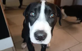 Pomozte našemu štěňátku Bleskovi přežít parvovirózu 🐾❤️