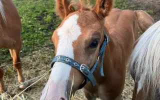 Pomozme společně koním, kteří celý život pomáhají