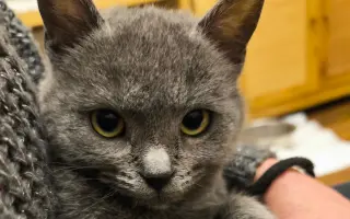 Pomoc pro Bellu s panleukopenií a záchranu dalších koček