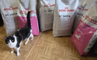 Prosba o příspěvek na nákup krmiva a steliva pro kočičky z Píšánku