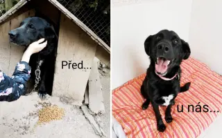 Pomozte zachránit Psí domov spolku Zastavme Utrpení.