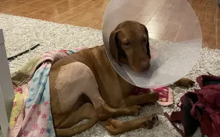 Pomoc pro Molde – fenku maďarského ohaře po vážném úrazu