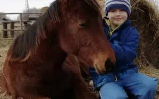 Pořízení hiporehabilitačního koně