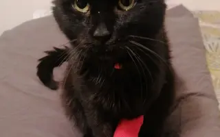 Pomoc Panu Černá Fazole překonat FIP