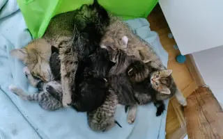 Veterinární péče pro zachráněné maminky s koťátky