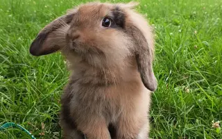 Sbírka na operaci Králíčka Muffina