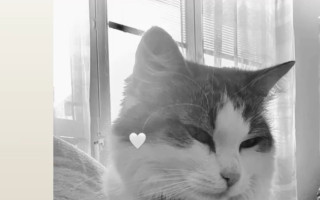 Sbírka pro kočičku Bonnie, člena naší rodiny♥️🐈