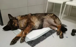 Pomoc Furině v boji s lupusem (SLE)