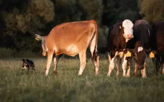 Podpora pro mladého farmářského psa po operaci OCD
