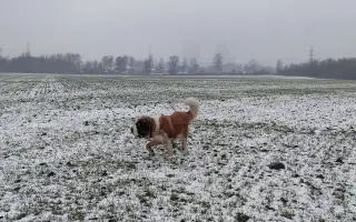 Spřízněné duše – léčba pro maxi a mini fenku ❤️