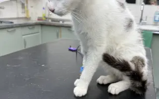 Pomoc s úhradou veterinárních nákladů 🙏