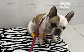 Operace pro buldočku Betty, která jí může zachránit život
