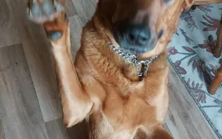 Aby Maxík mohl dál vrtět ocáskem