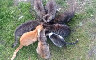 Dejme kočičím bytůstkám šanci na bezpečí a důstojný život