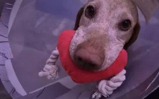 Pomohli jste Estonkovi v boji s hemangiosarkomem