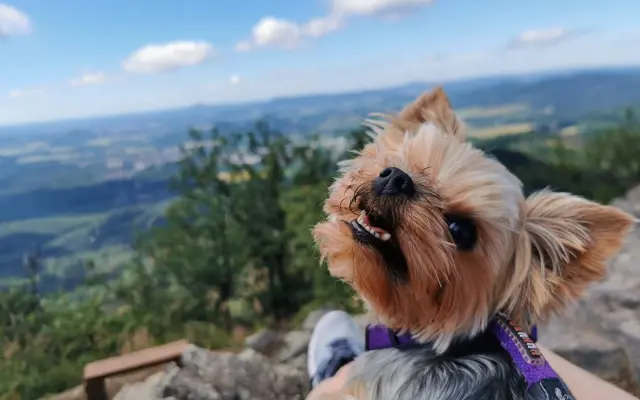 Pomoc chabrusačkovi Flokimu