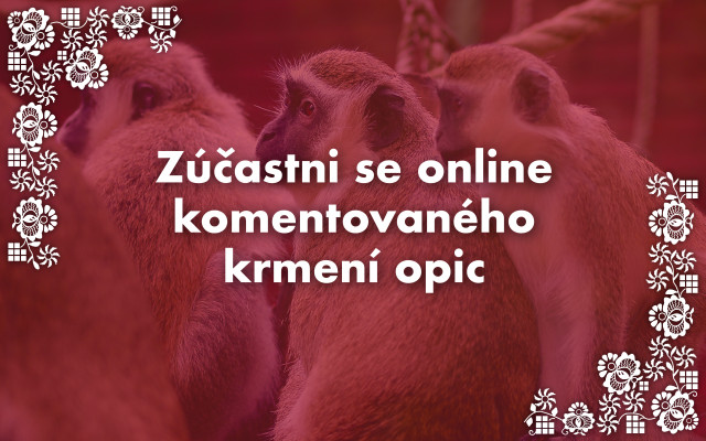 Zúčastni se online komentovaného krmení opic