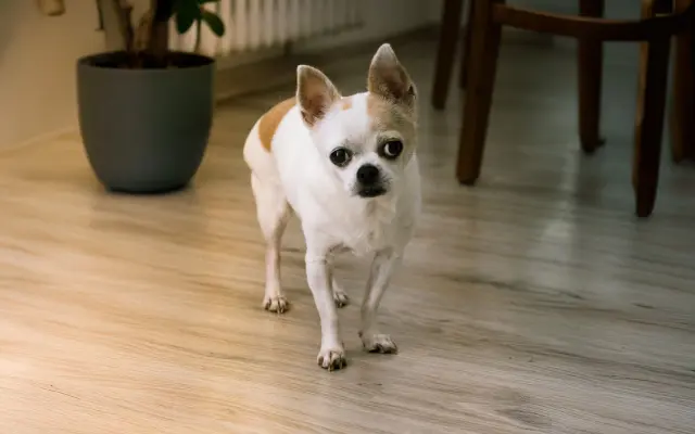 Zachraň čivaví babičku Amy