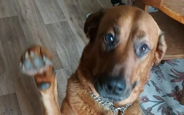 Aby Maxík mohl dál vrtět ocáskem