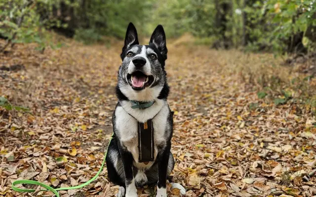 Život bez bolesti pro Mildu