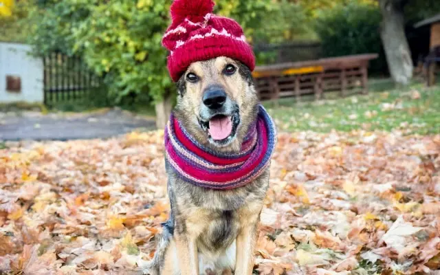 Teplo pro chlupáče z AniDefu