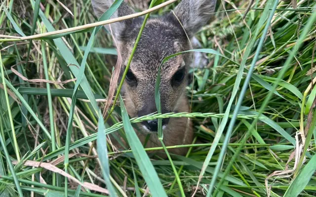 Dron s termovizí = záchrana pro stovky bezbranných srnčat