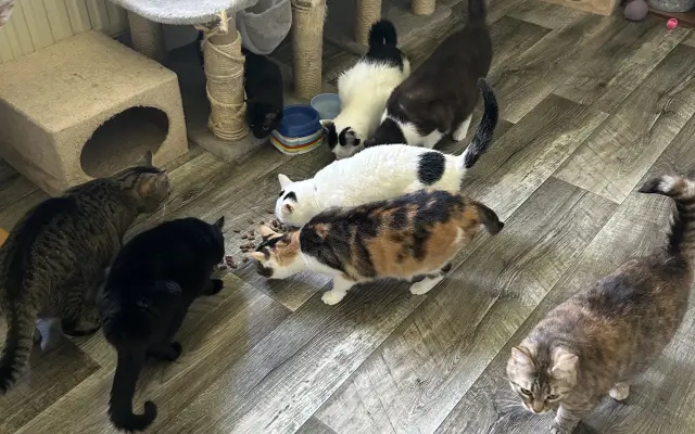 🐾 Pomoc pro 50 kočičích chlupáčů – prosba, která není lehká, ale je upřímná