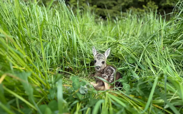 Pomozte nám zachránit srnčata před sekačkami 🌱🦌