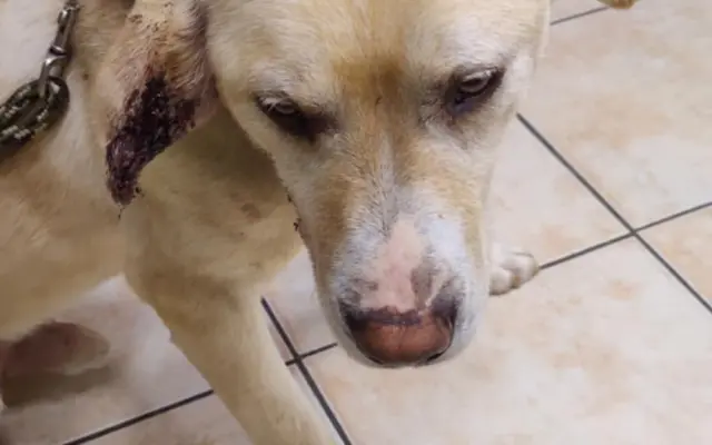 Veterinární pomoc naším svěřencům