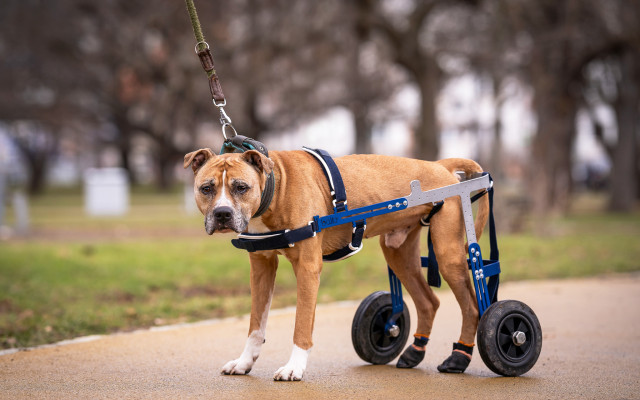 Pomozte mi založit půjčovnu invalidních vozíčků pro psy