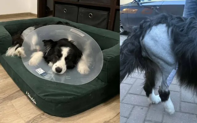 Operace druhého kolene pro Meggie