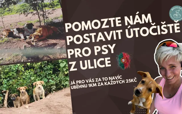 Pomozte nám postavit útočiště pro psy z ulice